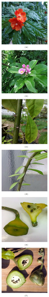 Photographs-of-different-plant-parts-of-P-bleo-and-P-grandifolia-a-Flower-of-P_small.png